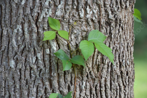 Εκτύπωση καμβά Poisonous Ivy Climbing up a Tree Trunk