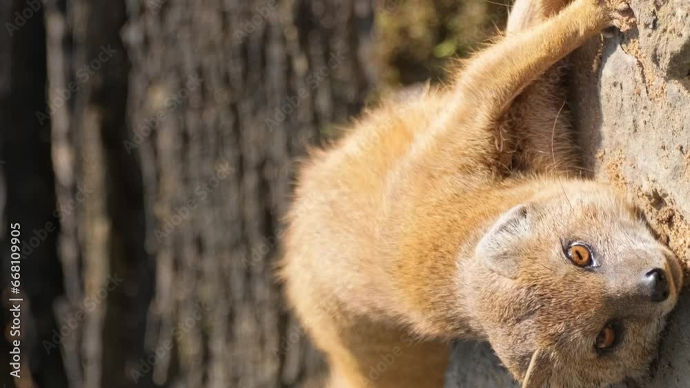 Yellow fox mongoose lies on the ground and rests. Animals of wild nature. Vertical video Yellow fox mongoose lies on the ground and rests. Animals of wild nature. Vertical video