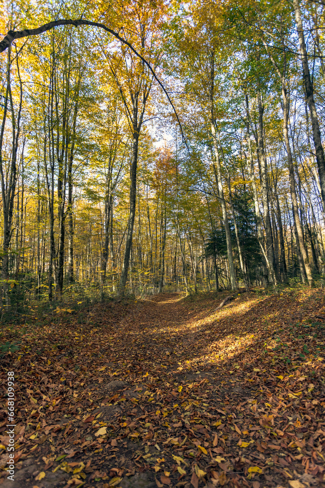 Fototapeta premium Autumn colored leaves glow in the sunlight in the autumn forest.