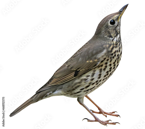 Song thrush (Turdus philomelos), songbird isolated on transparent background photo
