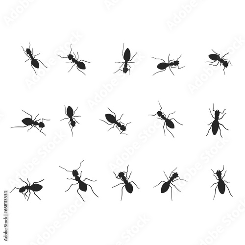 Vector ant silhouette on white background