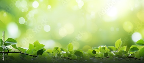 Background with bokeh of green leaves