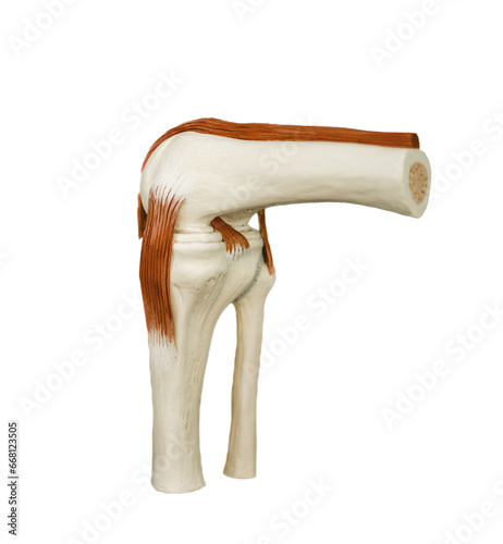 Plakat w ramie knee anatomy isolated on white