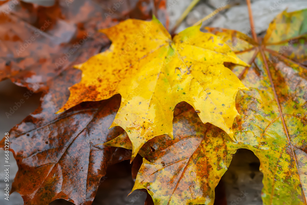 Wet maple leaf. Colored fallen leaf. Bouquet of wilting leaf close-up in rustic style. Selective focus Wet maple leaf. Colored fallen leaf. Bouquet of wilting leaf close-up in rustic style. Selective focus