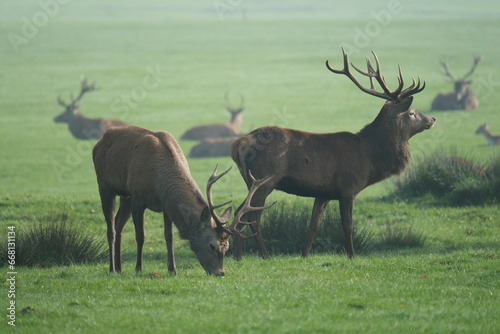Red Deer located in Tatton Park, Cheshire
