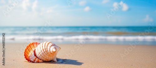 Beach shell in Hua hin Thailand