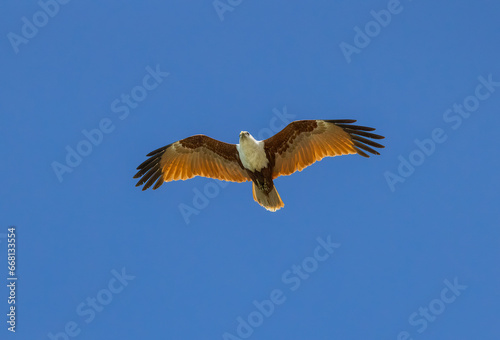 Brahminy kite also known as red-backed sea-eagle seen in flight in natural native habitat, eastern Australia,