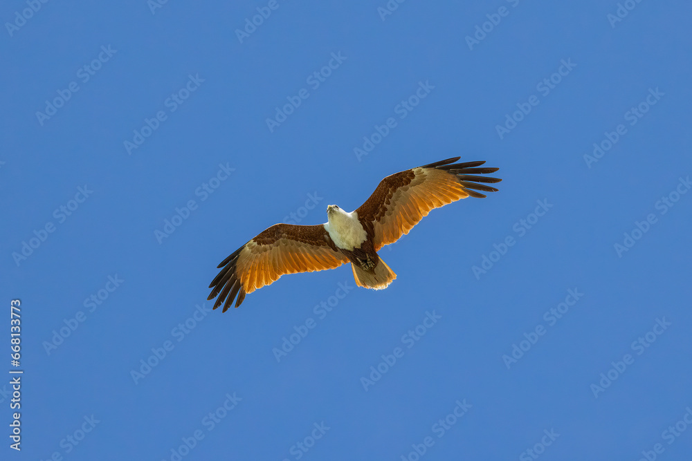 Brahminy kite also known as red-backed sea-eagle seen in flight in natural native habitat, eastern Australia, Brahminy kite also known as red-backed sea-eagle seen in flight in natural native habitat, eastern Australia,