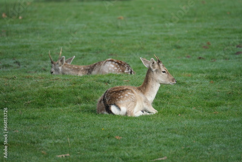 Fallow Deer located in Tatton Park, Cheshire