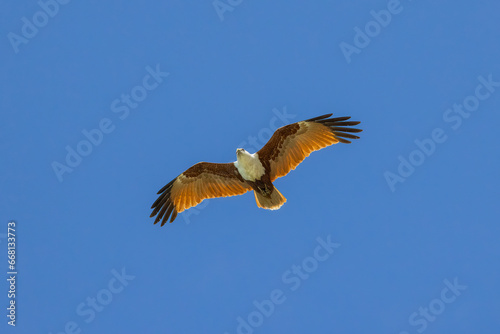 Brahminy kite also known as red-backed sea-eagle seen in flight in natural native habitat  eastern Australia 