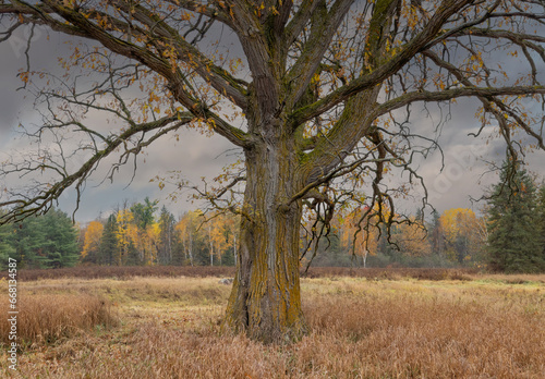 A lone bare oak tree with leaves fallen on a cold rainy autumn day