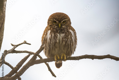 Ferruginous Pygmy owl, Glaucidium brasilianum, Calden forest, La Pampa Province, Patagonia, Argentina. photo