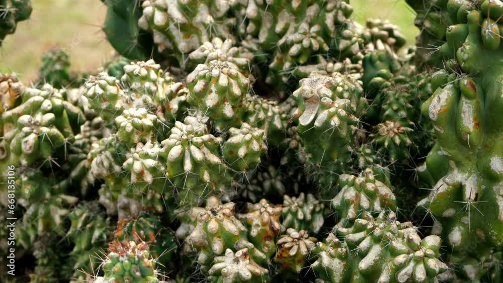 Close-up of big green prickly cactus with long thorns in nature botanical garden. Selection, preservation of various species of cactus plants. Caring for flora, environment protection, green earth. Close-up of big green prickly cactus with long thorns in nature botanical garden. Selection, preservation of various species of cactus plants. Caring for flora, environment protection, green earth.