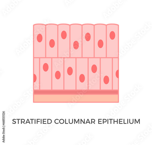 Stratified columnar epithelium. Epithelial tissue types. Tall and slender cells with oval-shaped nuclei. It is found in the conjunctiva, pharynx, anus, and male urethra. Medical illustration. Vector. photo