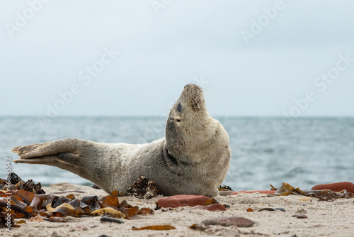 Seehund am Strand schaut in den Himmel
