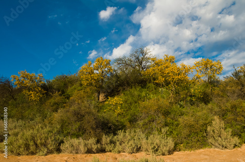 Chañar tree in Calden forest, bloomed in spring,La Pampa,Argentina photo