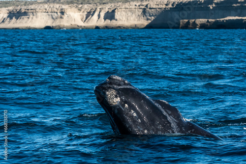 Sohutern right whale whale breathing, Peninsula Valdes, Patagonia,Argentina © foto4440