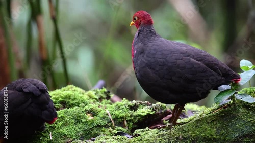Wallpaper Mural Nature wildlife bird of crimson-headed partridge on deep jungle rainforest, It is endemic to the island of Borneo Torontodigital.ca