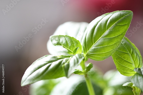 Fototapeta Naklejka Na Ścianę i Meble -  Basilic. Cuisine. gastronomie. aromate. plante.