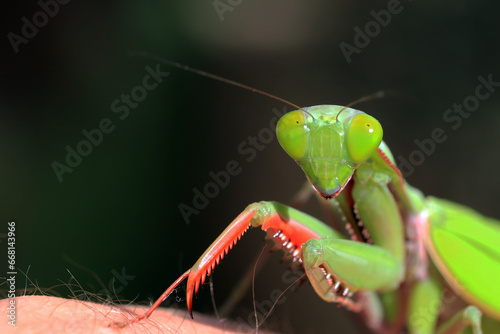 Close up of Female Australian giant Rain forest Mantis