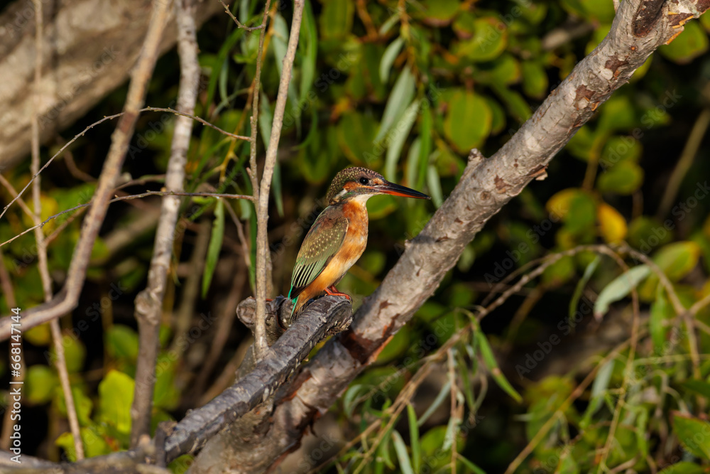 Kingfisher (Alcedo atthis) Kingfisher (Alcedo atthis)