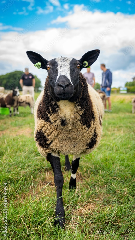 Vertical closeup shot of a cute fluffy sheep with tags on its ears Vertical closeup shot of a cute fluffy sheep with tags on its ears