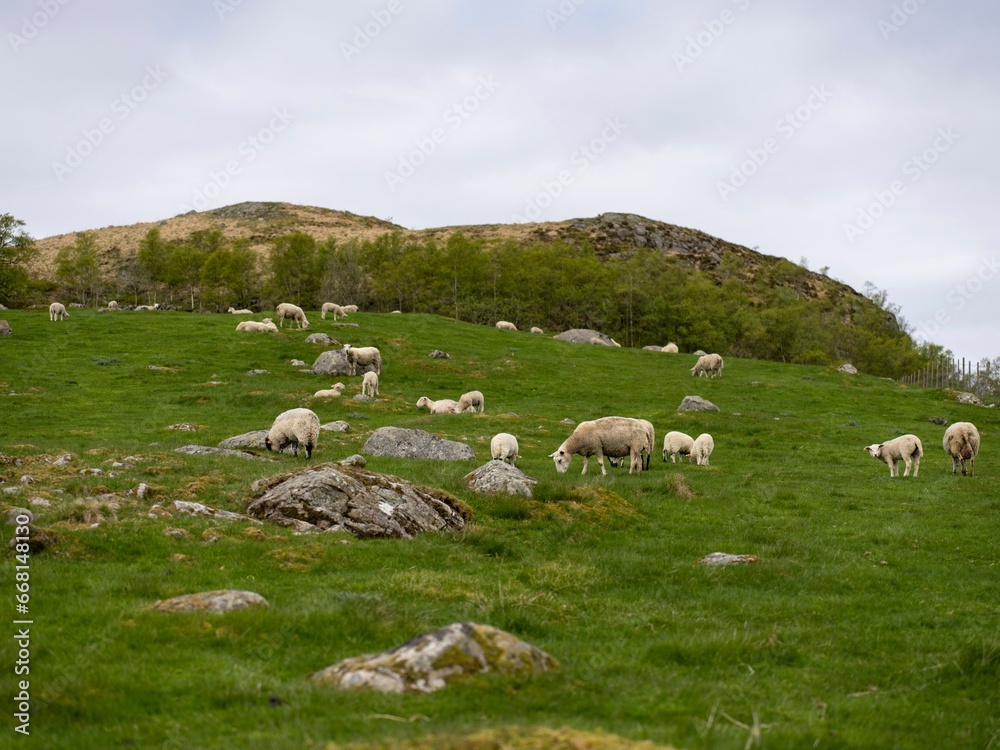 Herd of sheep grazing in a lush green meadow on a sunny day