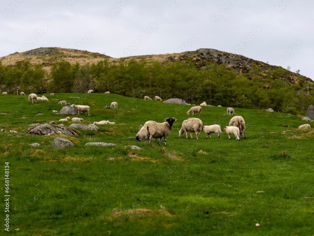 Herd of sheep grazing in a lush green meadow on a sunny day Herd of sheep grazing in a lush green meadow on a sunny day