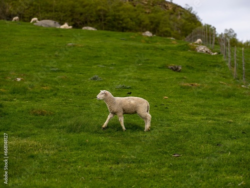 White-fleeced sheep running on a lush grassy meadow