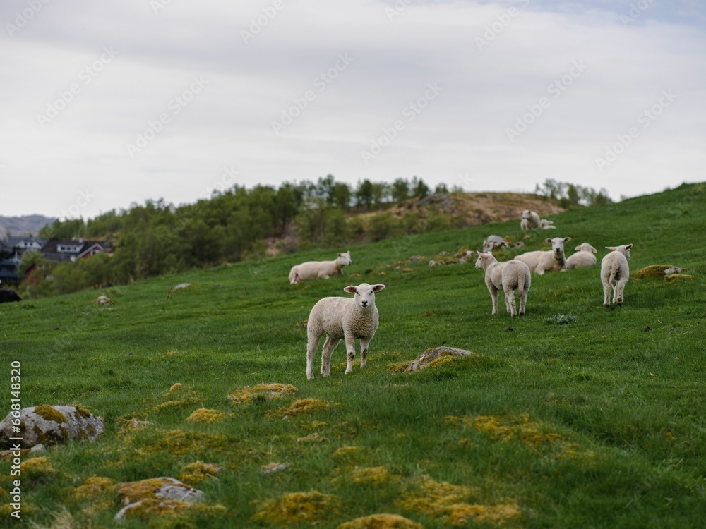 Herd of sheep grazing in a lush green meadow on a sunny day
