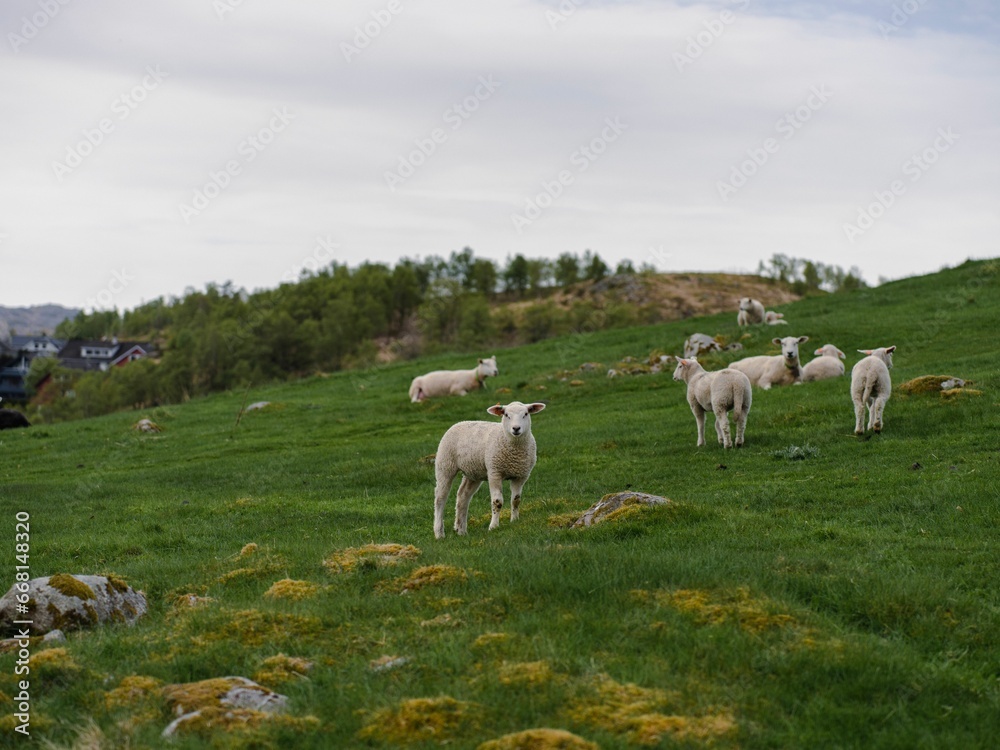 Herd of sheep grazing in a lush green meadow on a sunny day Herd of sheep grazing in a lush green meadow on a sunny day