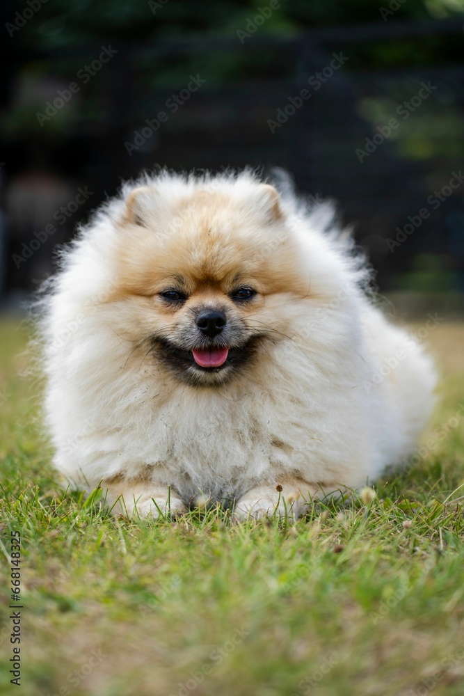 Vertical closeup shot of a fluffy pomeranian puppy on a grassy field Vertical closeup shot of a fluffy pomeranian puppy on a grassy field