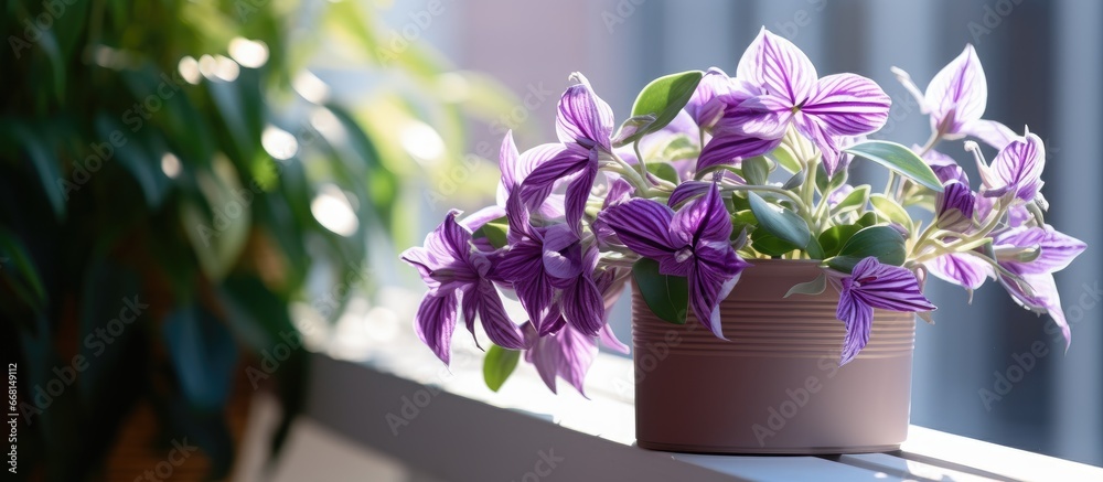 Balcony Tradescantia captured on 1152023 Balcony Tradescantia captured on 1152023