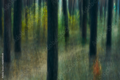 Pine grove in autumn, slender trunks between which bushes with yellowed and reddened leaves grow, created using intentional camera movements