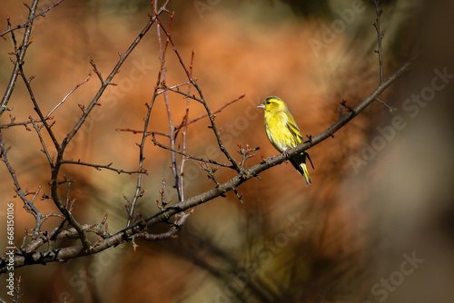 冬に山や公園で見られる黄色が鮮やかで美しい小鳥、マヒワ photo