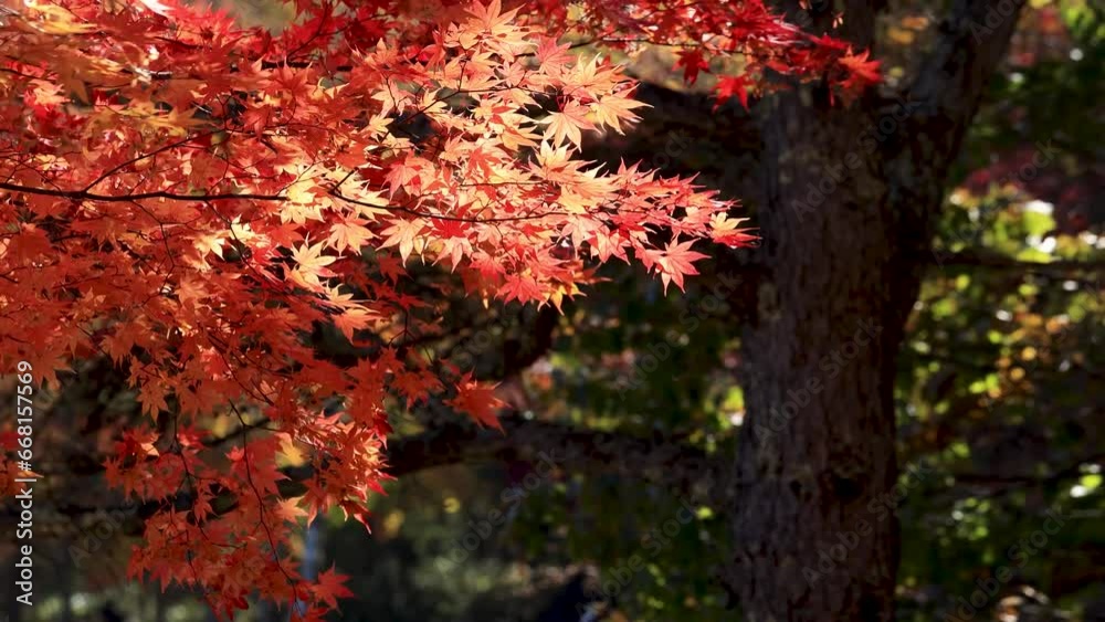 4K風に揺れる真っ赤な紅葉と舞い落ちる葉の競演1 4K風に揺れる真っ赤な紅葉と舞い落ちる葉の競演1