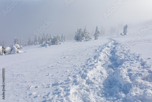 A well-trodden path in fresh snow leading to snow-covered fir trees in the fog. Mountains, Landscape