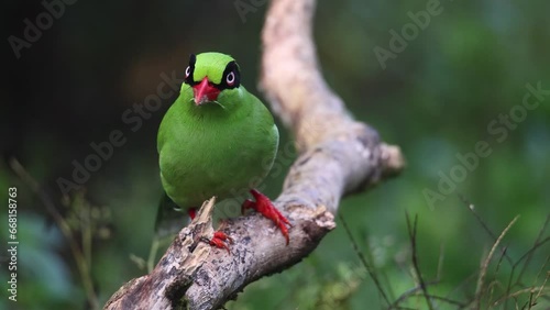 green birds of Borneo known as Bornean Green Magpie