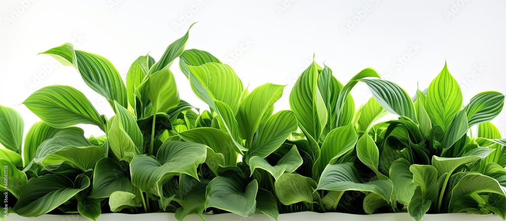Obraz premium AI renders beautiful floral background with green plant