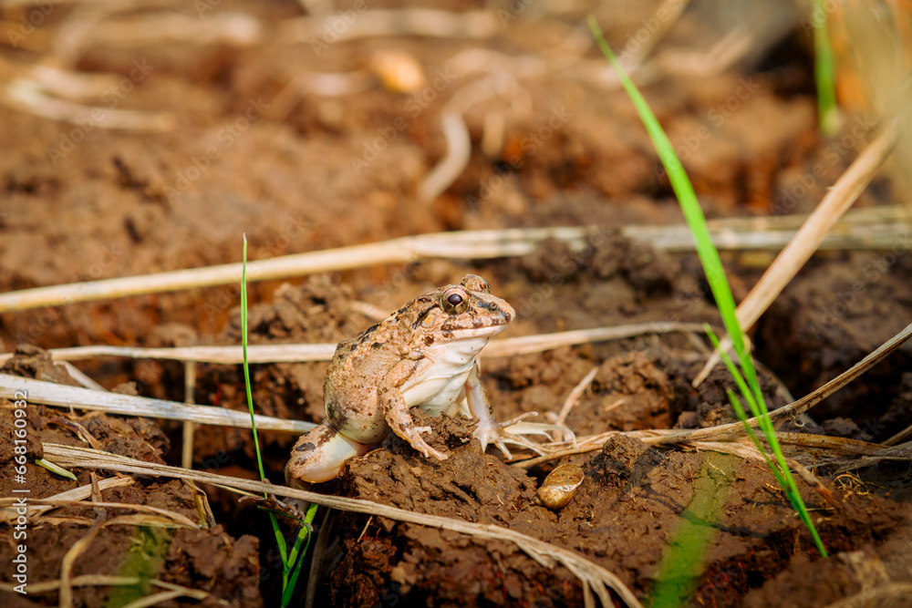 The crab-eating frog (Fejervarya cancrivora) kodok sawah The crab-eating frog (Fejervarya cancrivora) kodok sawah