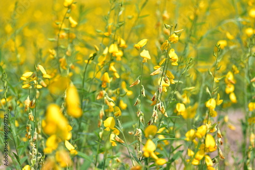 Sunn hemp, Indian hemp, Madras hemp, Chanvre indien, Pummelo (Crotalaria juncea) Crotalaria on an agricultural farm blooming yellow flowers. Crotalaria Wallpaper Concept, Soil Improvement, Organic Far