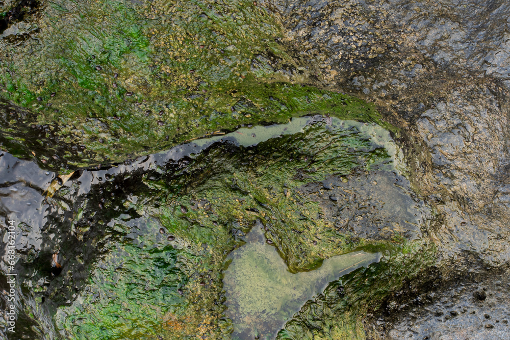 Moss on rocks. Background material. Green moss color texture Moss on rocks. Background material. Green moss color texture