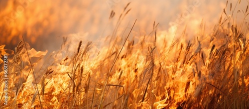 Barley fields scorched by a catastrophic fire vegetation destroyed in a closeup of the charred earth