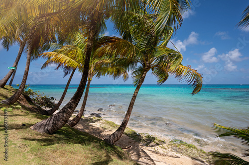 Coconut beach background