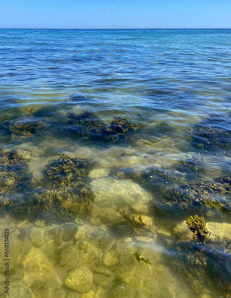 Clear view of seaweed and rocks underwater. Looking down through ocean water at the shoreline.