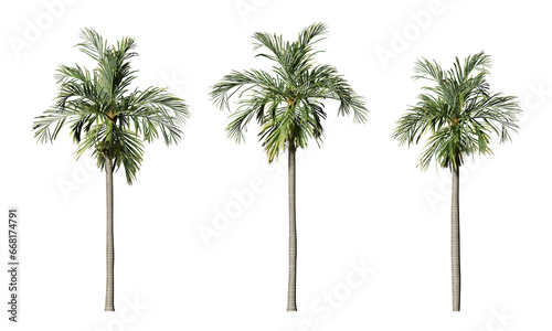 Areca catechu palm tree on transparent background tropical plant 3d illustration