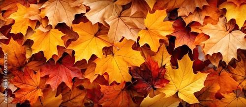 Autumn leaves forming a seamless ground pattern