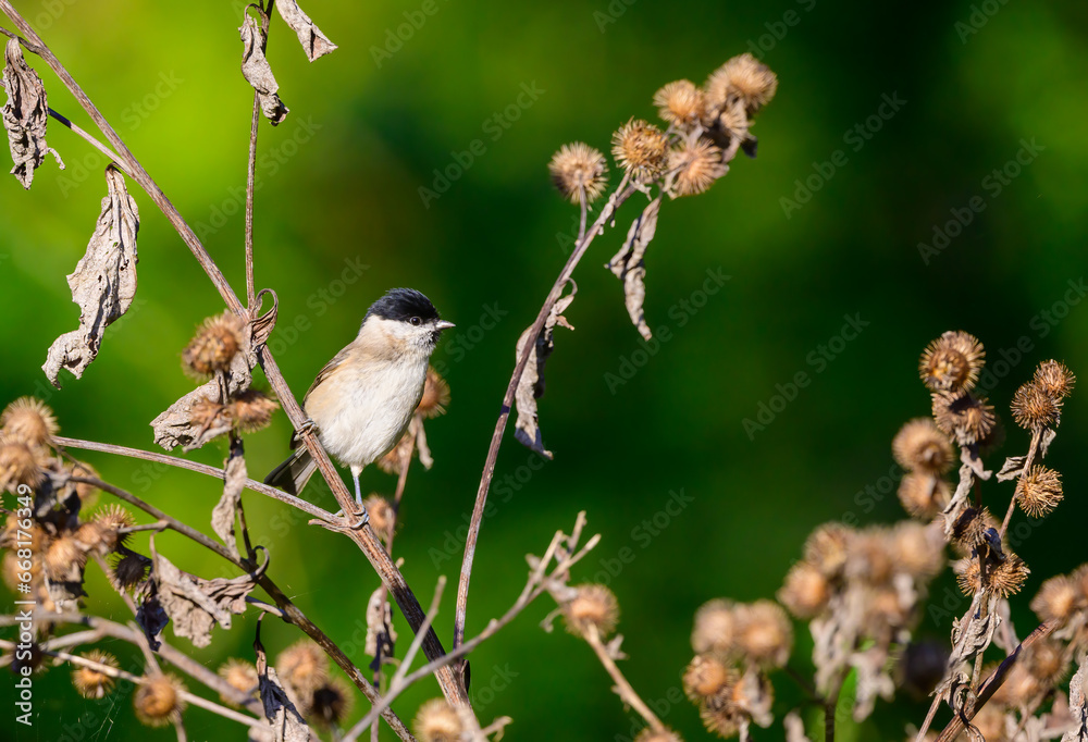 Fototapeta premium Marsh Tit, Poecile palustris, resting on teazle heads.