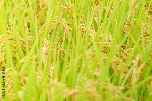 Golden yellow rice ear of rice growing in autumn paddy field