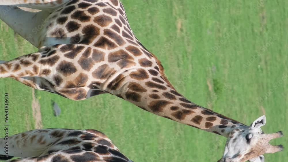 A beautiful family of giraffes in the wild. Amazing scene on safari with wild animals. Vertical video A beautiful family of giraffes in the wild. Amazing scene on safari with wild animals. Vertical video